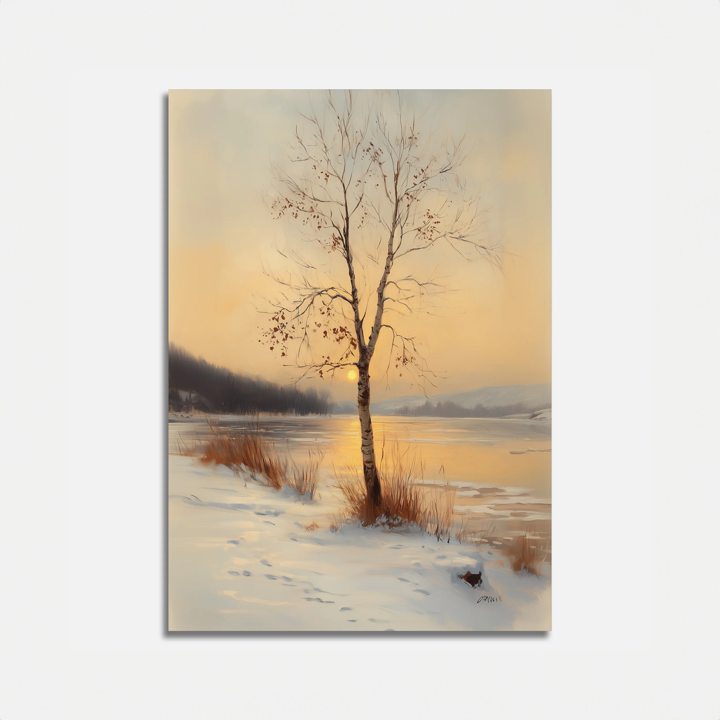 Birch in the Glow