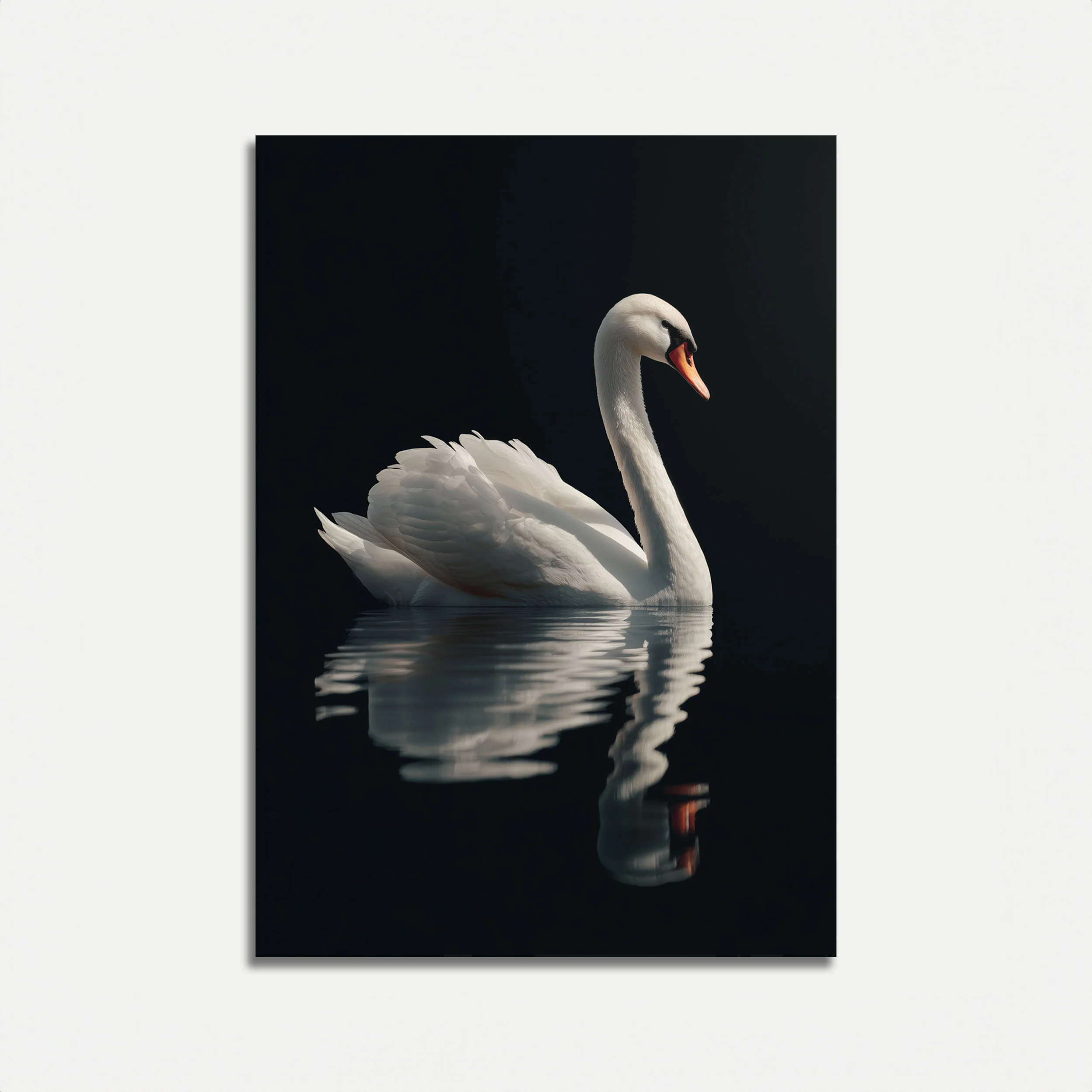 Elegant Swan Water Reflection Poster