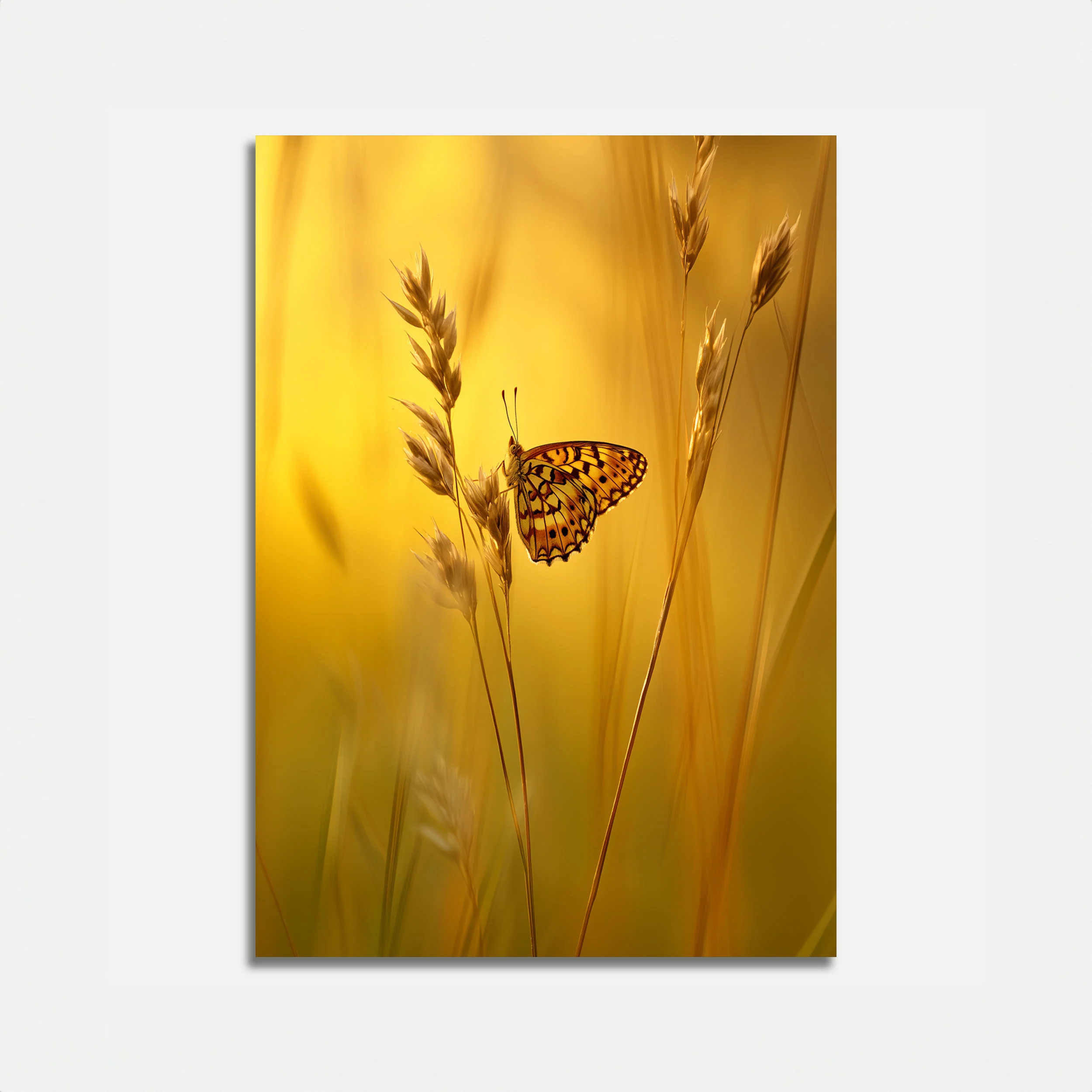 Golden Butterfly Meadow Poster