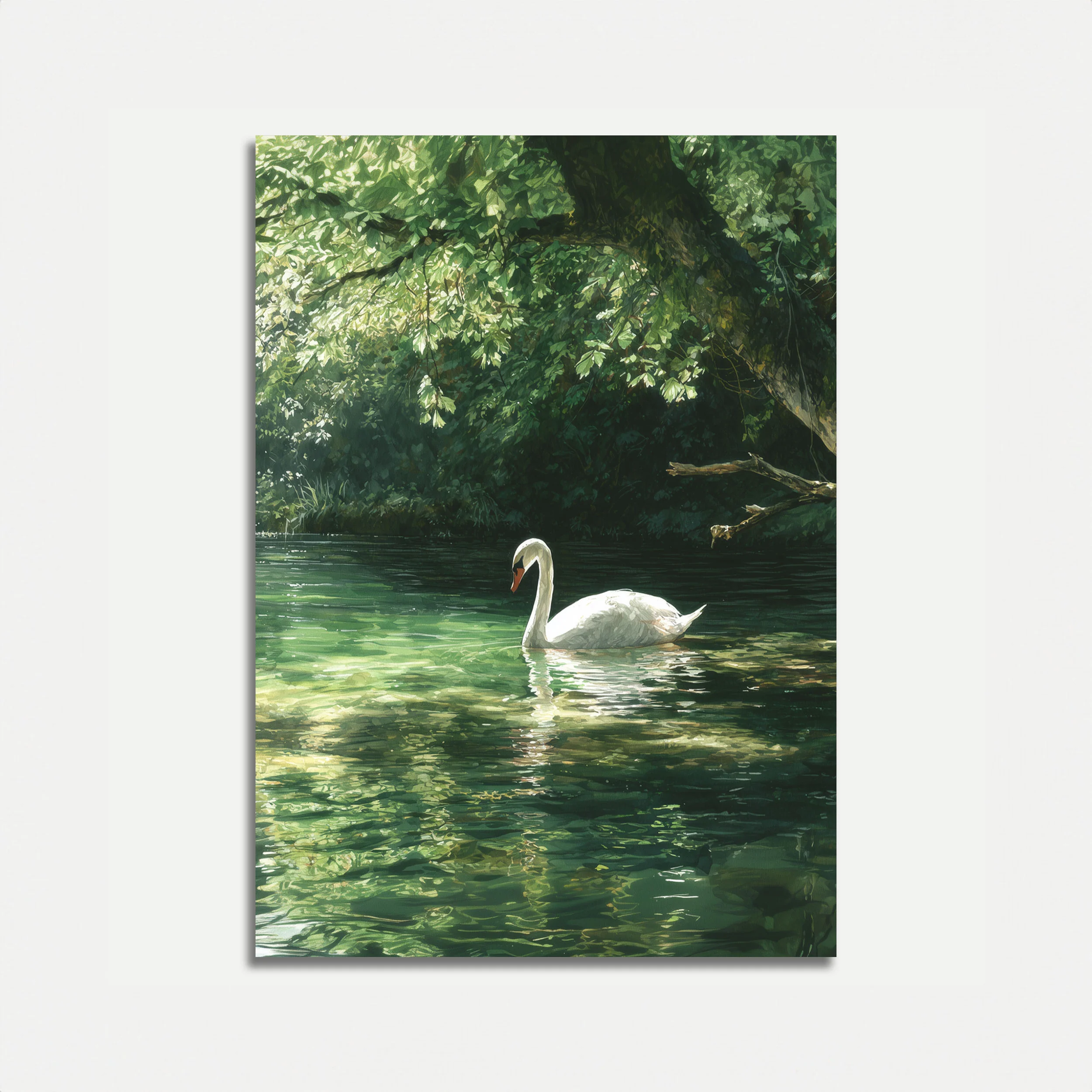 Serene White Swan Lake Poster